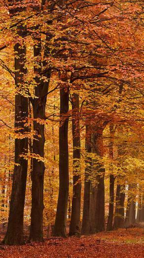 iPhone 6s Plus Autumn Wallpaper