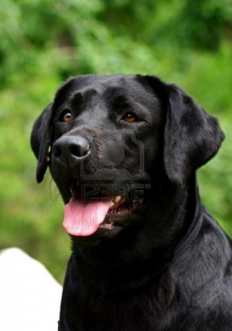 Black Labrador Retriever Wallpaper On