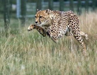 Cheetah Wallpaper