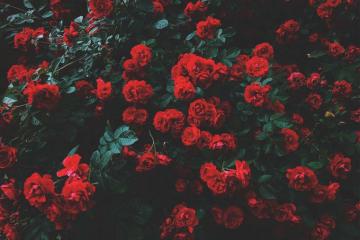 A Dozen Red Roses iPhone Wallpaper For Valentine S Day Preppy