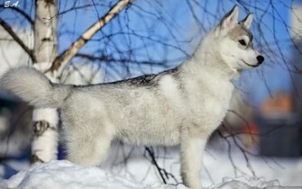 Image White Wolves Desktop Wallpaper Pc Android iPhone And