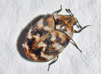 Carpet Beetle Photos Png Wallpaper