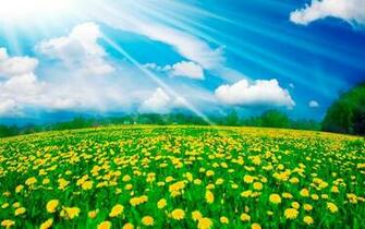 Flowers Field Wallpaper Open Walls
