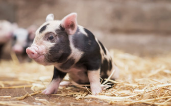Cute Pig Wallpaper