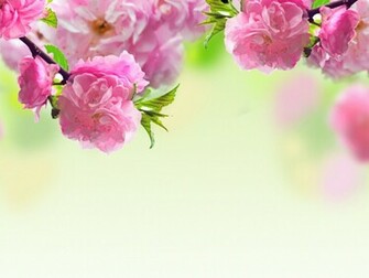 Rose Desktop Wallpaper One HD Pictures Background