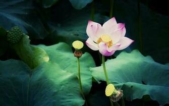 Beautiful Pink Lotus Wallpaper Stock Photos
