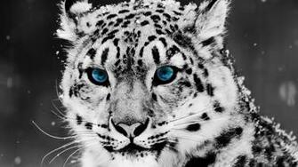 Animals Background