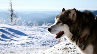 Snow Dogs