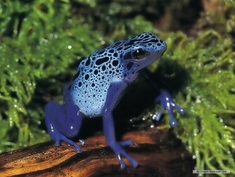 Frog Wallpaper Frogs