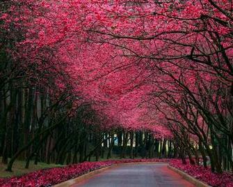 Pink Is Where It S At Deedeeflower Wallpaper