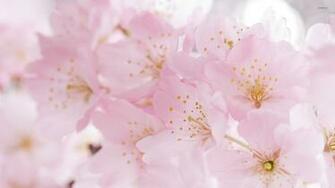 Japanese Cherry Blossom Wallpaper Car Pictures