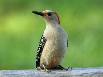 Red Bellied Woodpecker Wallpaper New HD