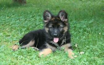 Puppy In Grass Desktop Pc And Mac Wallpaper