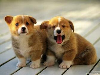 Wallpaper Baby Animals