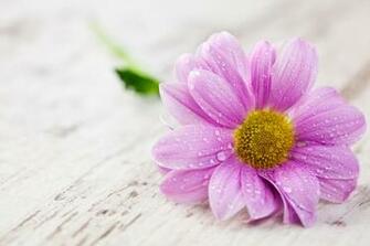 Flower 5k Retina Ultra HD Wallpaper Background Image