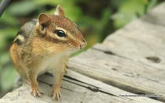 Wide Screen Animal Wallpaper Screensavers And Background