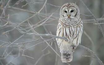 Barred Owl Owls HD Dekstop Wallpaper