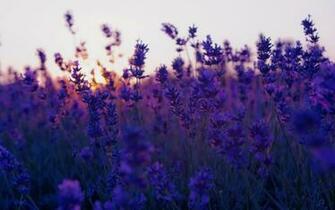 Lavender Flower Background Wallpaper Wallpaperz Co