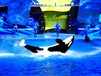 Shamu Wallpaper Weddingdressin