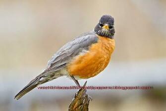 Beautiful Wallpaper Robin Bird
