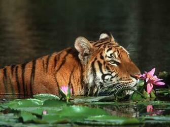 Bengal Tiger Wallpaper