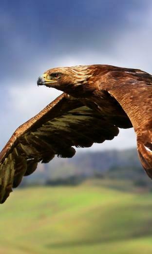 Windows Phone Wallpaper Collection