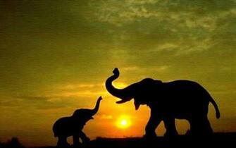 Elephant Wallpaper Amazing