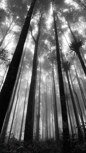 Mystic Forest iPhone Wallpaper