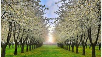 Spring Avenue Desktop Pc And Mac Wallpaper