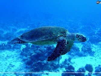 Aquatic Wallpaper