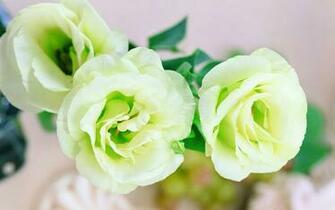 Beautiful Rose Flowers HD Wallpaper