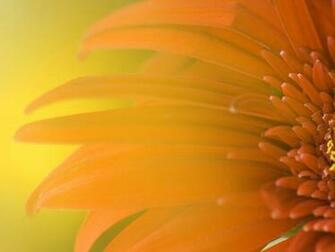 Windows Flower Wallpaper HD