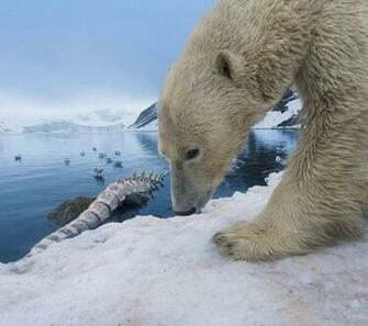 Pin Baby Polar Bear Wallpaper HD Desktop Background