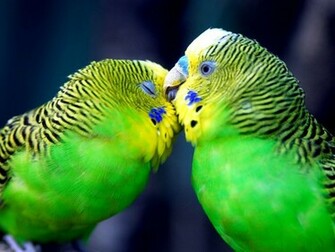 All Wallpaper Parrot HD