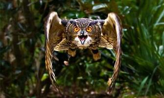 Lovable Collection Of Owl Wallpaper Naldz Graphics