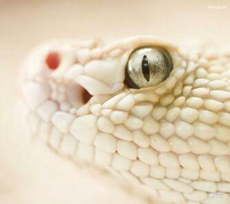 White King Cobra HD Wallpaper