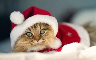 Christmas Pets HD Wallpaper In Tips And News