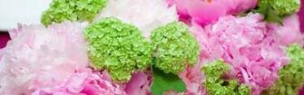Roses Peonies Hydrangeas Popular Screensavers Auto Design