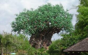 Tree Of Life Orlando Wallpaper