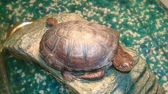 Sweet Thomas An African Sideneck Turtles Turtle Tortoise