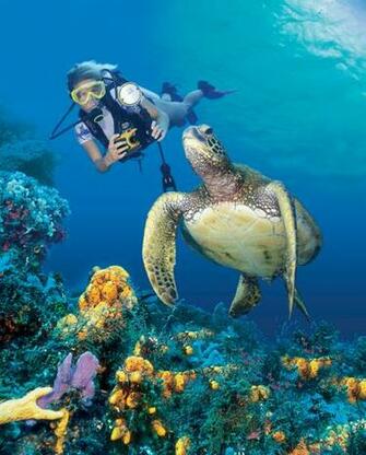Beautiful Wallpaper Turtle HD