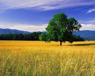 All Wallpaper New Nature