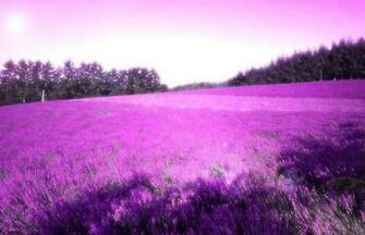 Lavender Background Wallpaper Win10 Themes