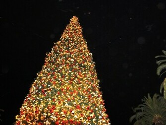 Pretty Xmas Tree Wallpaper And Background