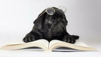 Pics Photos Black Pugs Wallpaper