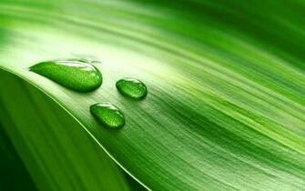 Leaf Desktop Wallpaper On Latoro