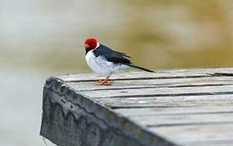 Red Capped Cardinal Bird HD Wallpaper