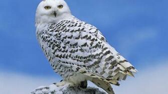 Snowy Owl