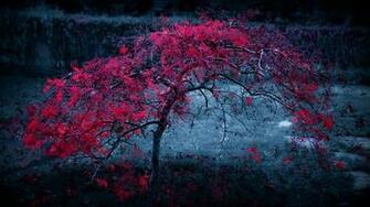 Autumn Tree Purple Leaves X