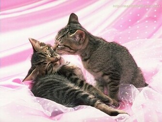 Cute Kitten Wallpaper Kittens
